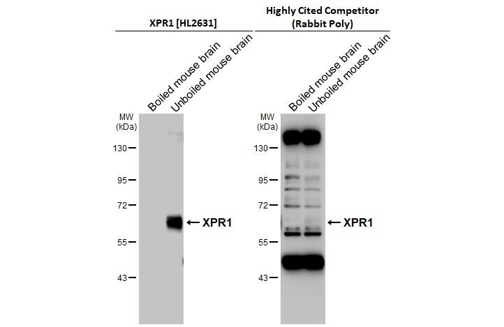 XPR1 Antibody (HL2631)