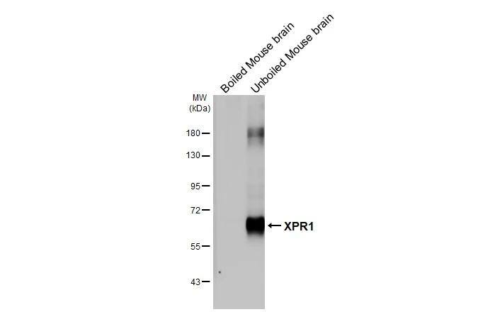 XPR1 Antibody (HL2631)