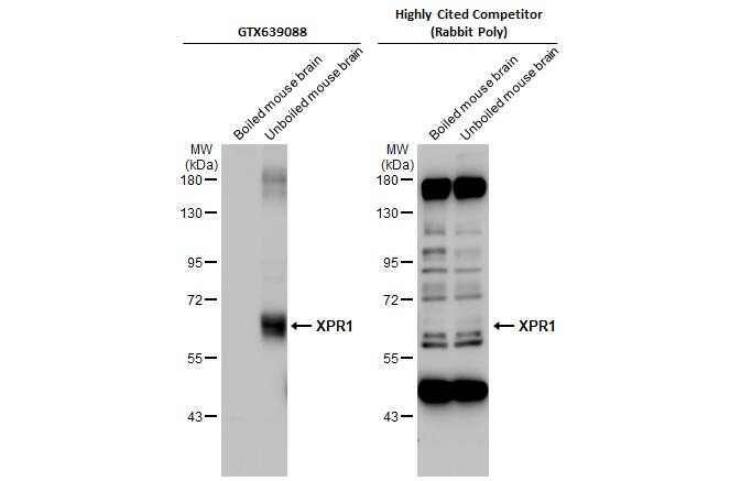 XPR1 Antibody (HL2632)