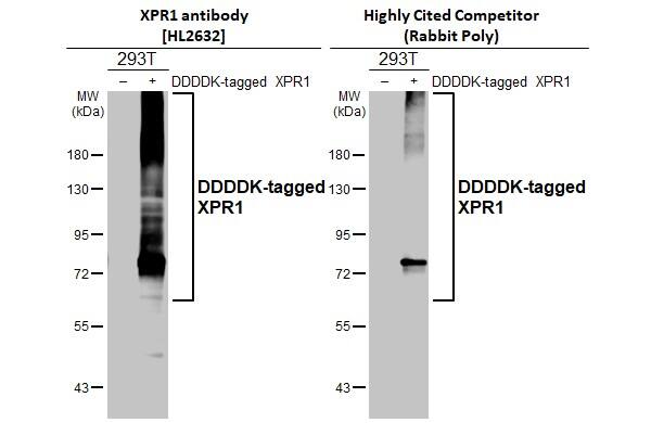 XPR1 Antibody (HL2632)