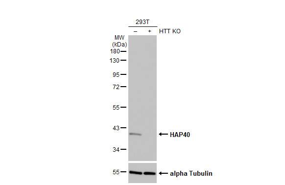 HAP40 Antibody (HL2641)
