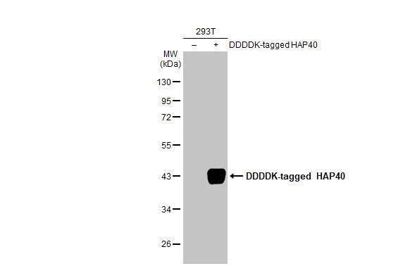 HAP40 Antibody (HL2641)
