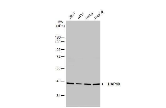 HAP40 Antibody (HL2641)