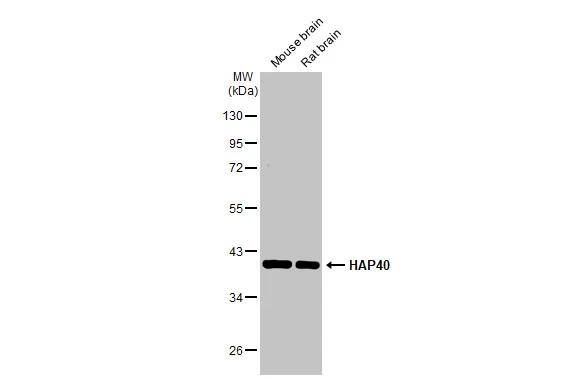 HAP40 Antibody (HL2641)
