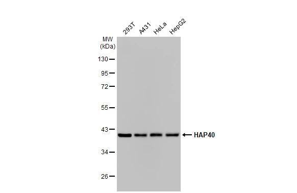 HAP40 Antibody (HL2642)