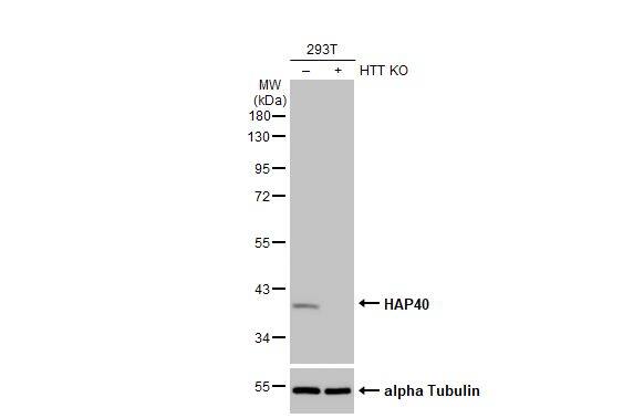 HAP40 Antibody (HL2642)