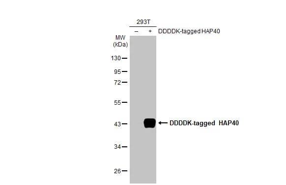 HAP40 Antibody (HL2642)
