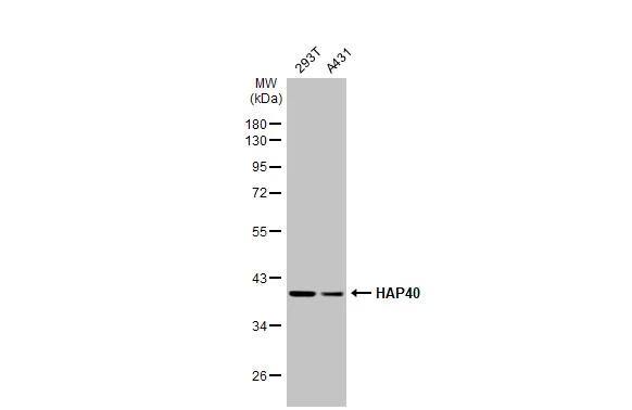 HAP40 Antibody (HL2642)