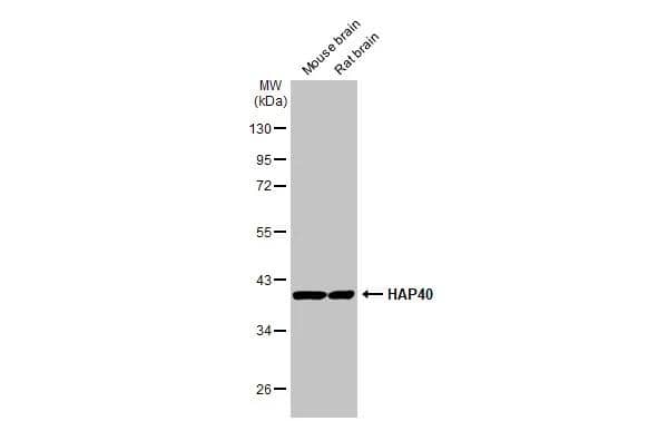 HAP40 Antibody (HL2642)