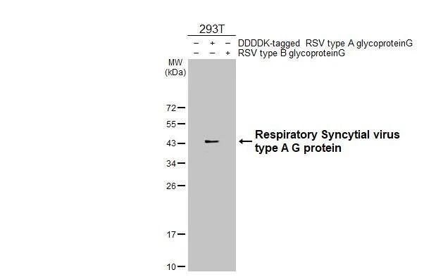 Respiratory Syncytial Virus Subgroup A G Glycoprotein Antibody (HL2643)