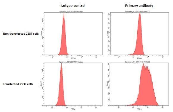 Rhodopsin Antibody (HL2668)