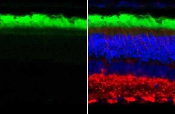 Rhodopsin Antibody (HL2668)