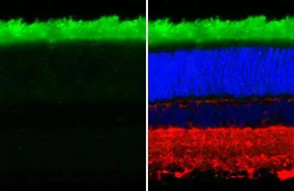 Rhodopsin Antibody (HL2668)
