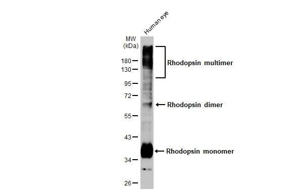 Rhodopsin Antibody (HL2668)