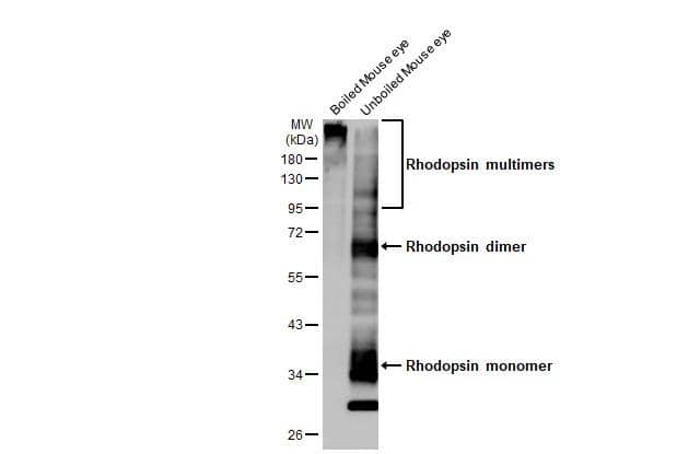 Rhodopsin Antibody (HL2668)