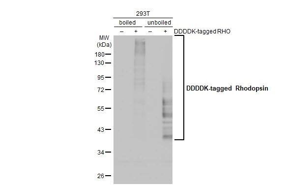 Rhodopsin Antibody (HL2668)