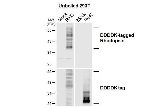 Rhodopsin Antibody (HL2668)