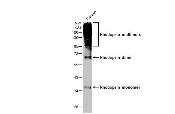Rhodopsin Antibody (HL2668)