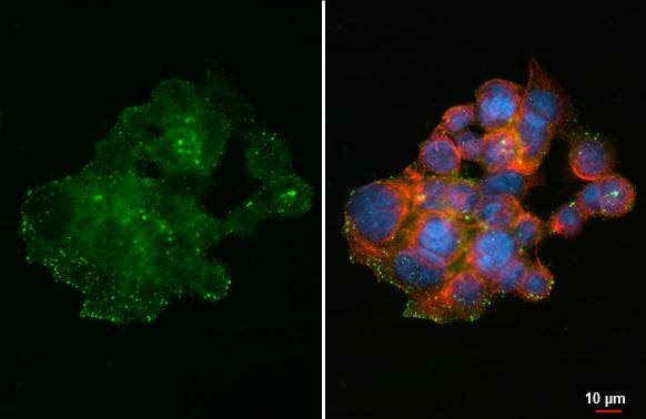 FAM20C Antibody (HL2677)