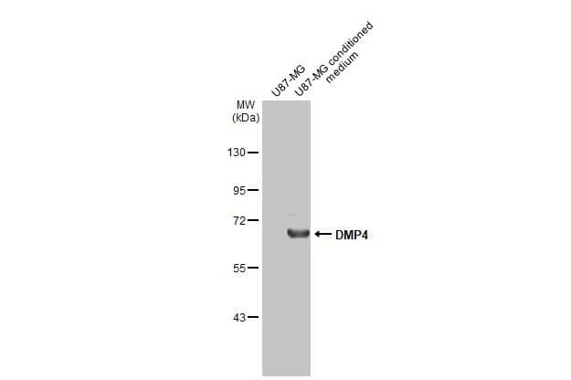 FAM20C Antibody (HL2677)