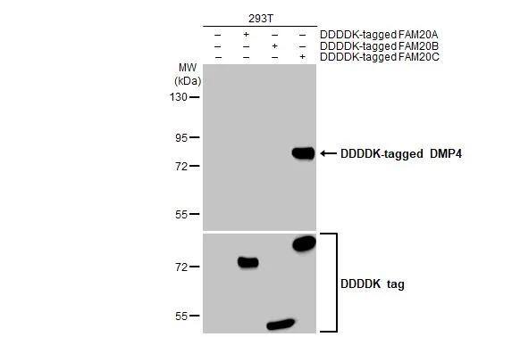 FAM20C Antibody (HL2677)