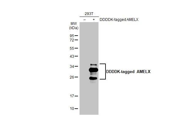 AMELX Antibody (HL2683)