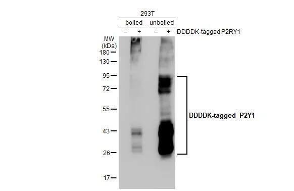 P2Y1/P2RY1 Antibody (HL2702)