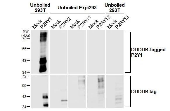 P2Y1/P2RY1 Antibody (HL2702)
