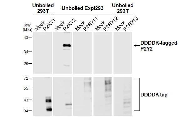 P2Y2 Antibody (HL2704)