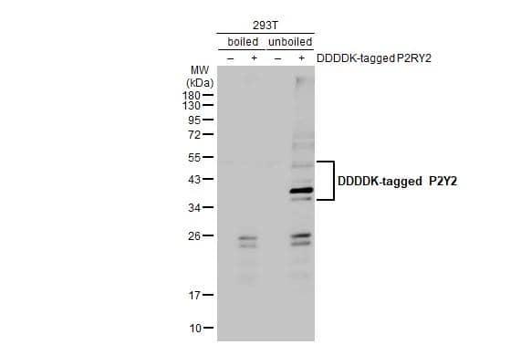P2Y2 Antibody (HL2704)