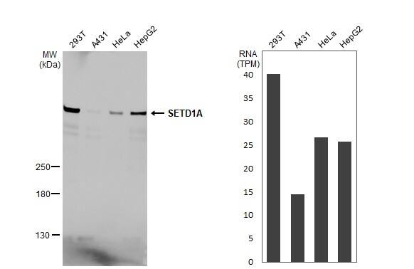 SETD1A Antibody (HL2705)