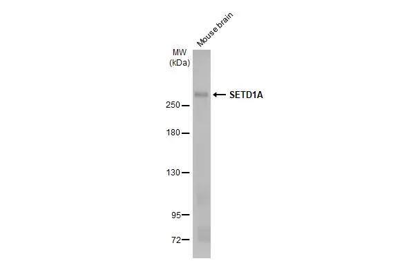 SETD1A Antibody (HL2705)