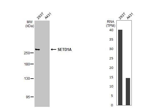 SETD1A Antibody (HL2707)