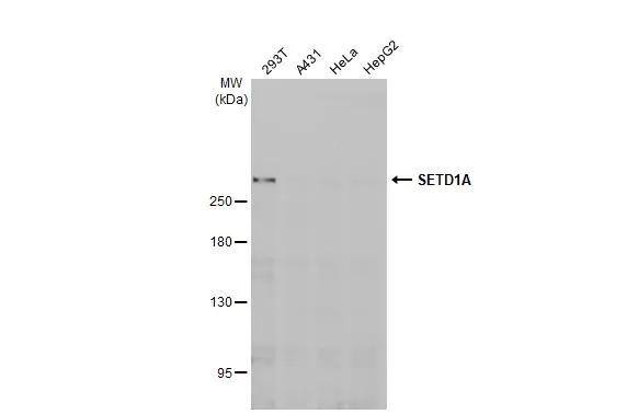 SETD1A Antibody (HL2707)
