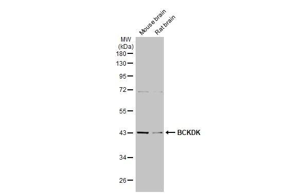 BCKDK Antibody (HL2710)