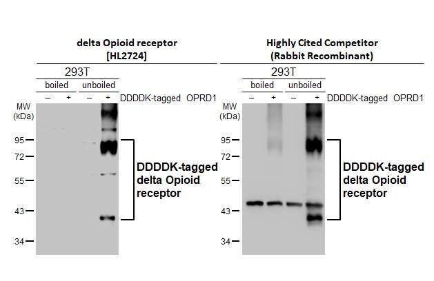 delta Opioid R/OPRD1 Antibody (HL2724)