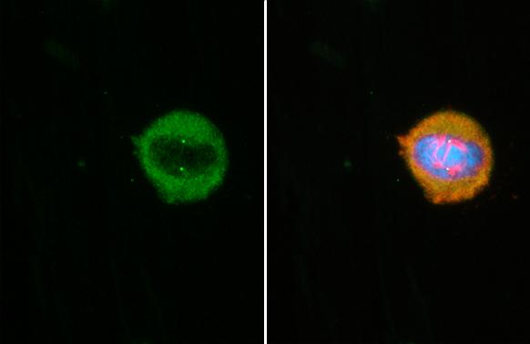 CEP152 Antibody (HL2763)