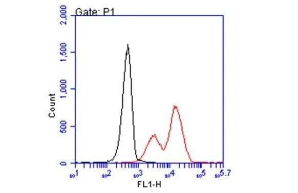 HLA B7 Antibody (BB7.1)