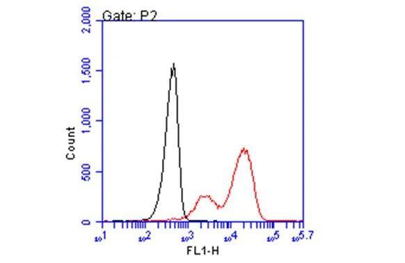 HLA B7 Antibody (BB7.1)