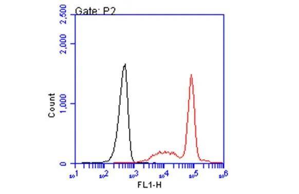 HLA A2 Antibody (BB7.2)