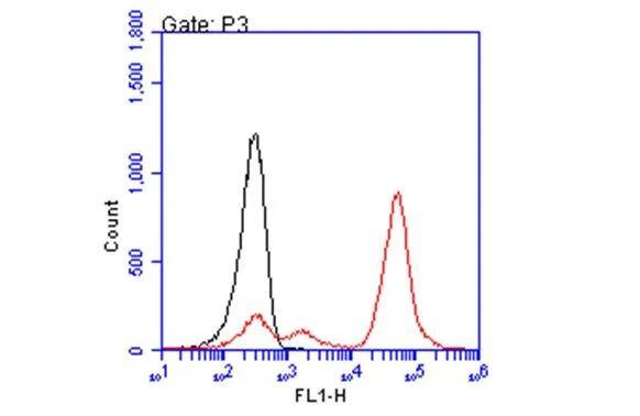 HLA A2 Antibody (BB7.2)
