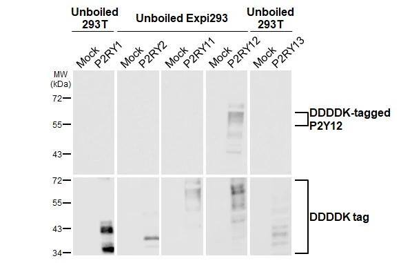 P2Y12/P2RY12 Antibody (HL2829)