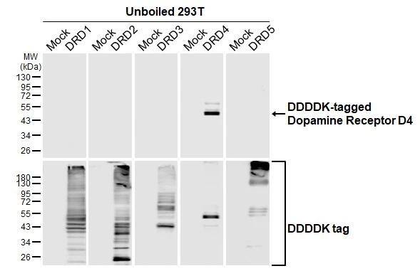Dopamine Receptor D4 Antibody (HL2851)