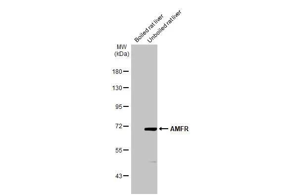 AMFR/gp78 Antibody (HL2865)