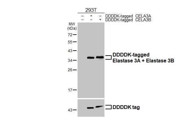 Elastase Antibody (HL2882)