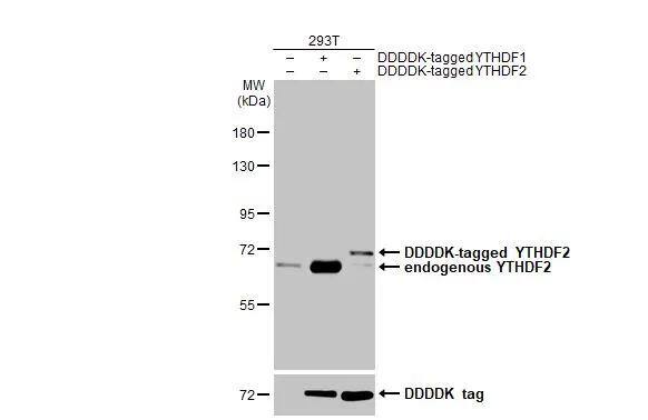 YTHDF2 Antibody (HL2910)