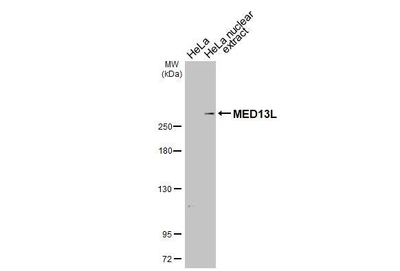 THRAP2 Antibody (HL2911)