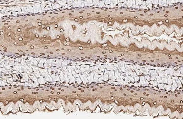 AKT Antibody (HL2915)