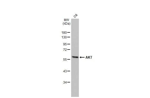 AKT Antibody (HL2915)