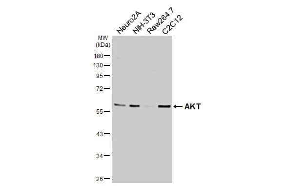 AKT Antibody (HL2915)